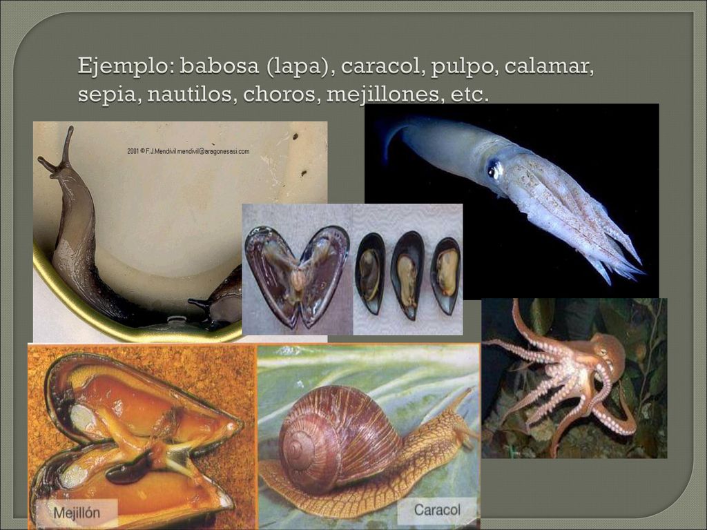Ejemplo: babosa (lapa), caracol, pulpo, calamar, sepia, nautilos, choros, mejillones, etc.