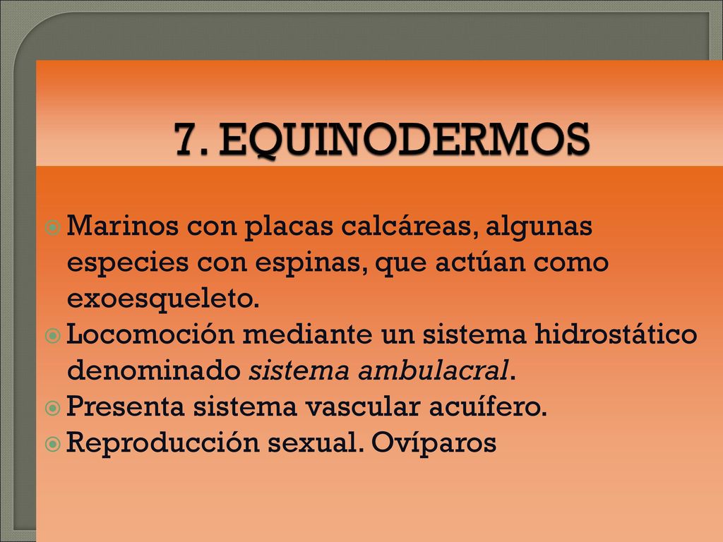 7. EQUINODERMOS Marinos con placas calcáreas, algunas especies con espinas, que actúan como exoesqueleto.