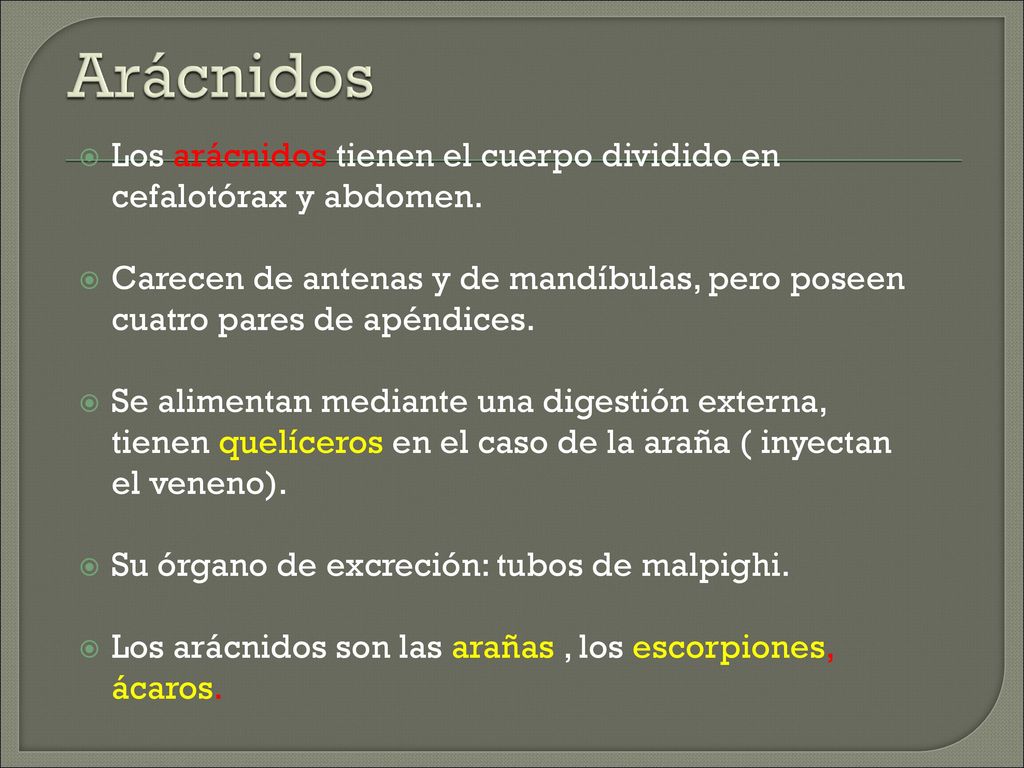 Arácnidos Los arácnidos tienen el cuerpo dividido en cefalotórax y abdomen.