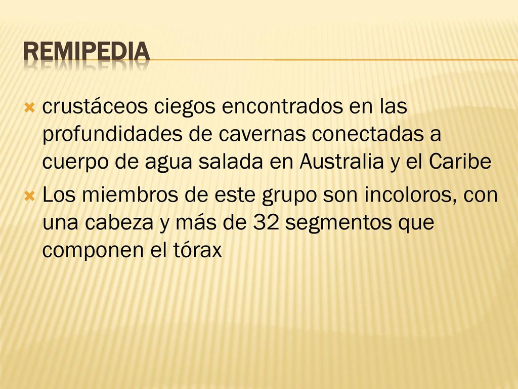 Remipedia crustáceos ciegos encontrados en las profundidades de cavernas conectadas a cuerpo de agua salada en Australia y el Caribe.