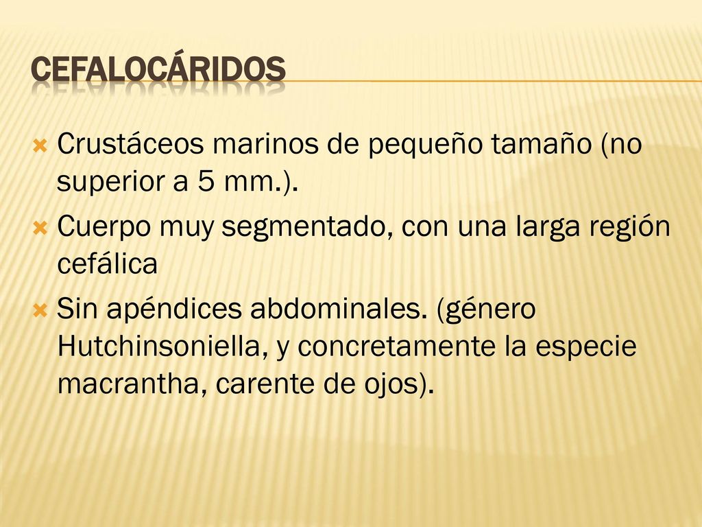 Cefalocáridos Crustáceos marinos de pequeño tamaño (no superior a 5 mm.). Cuerpo muy segmentado, con una larga región cefálica.