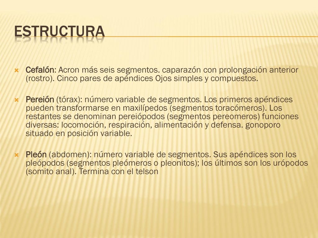 ESTRUCTURA Cefalón: Acron más seis segmentos. caparazón con prolongación anterior (rostro). Cinco pares de apéndices Ojos simples y compuestos.