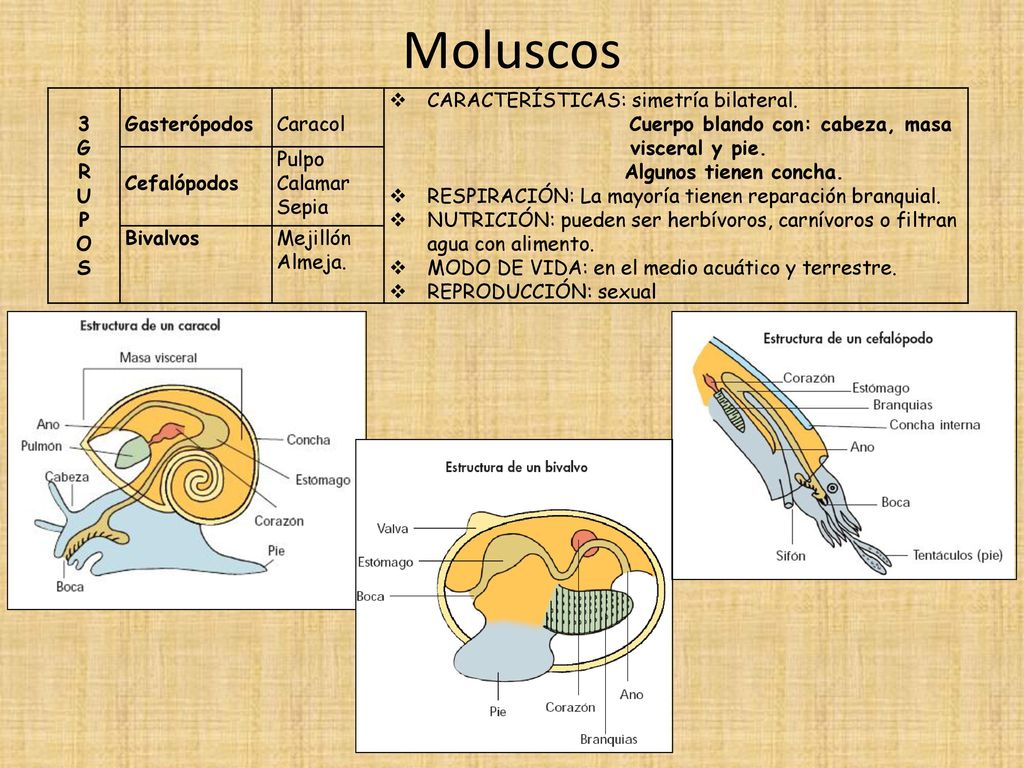 Moluscos 3 G R U P O S Gasterópodos Caracol