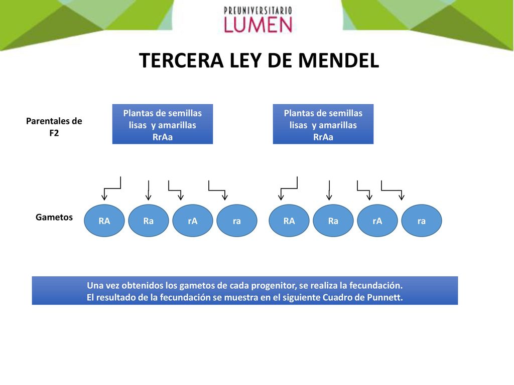 TERCERA LEY DE MENDEL Plantas de semillas lisas y amarillas RrAa
