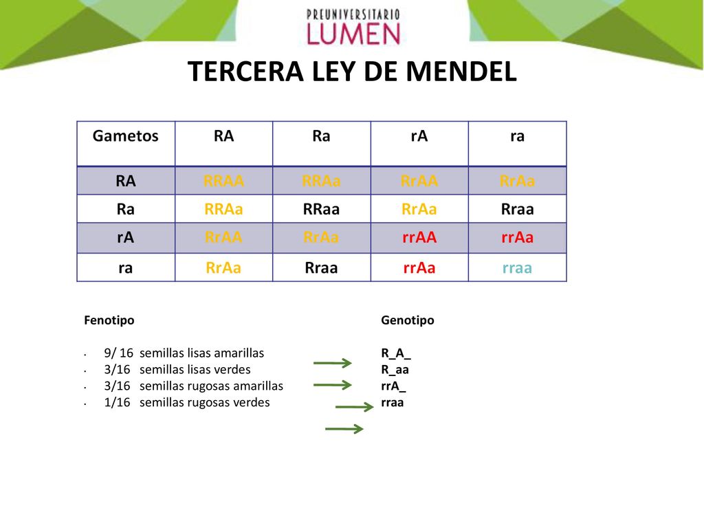 TERCERA LEY DE MENDEL Fenotipo 9/ 16 semillas lisas amarillas