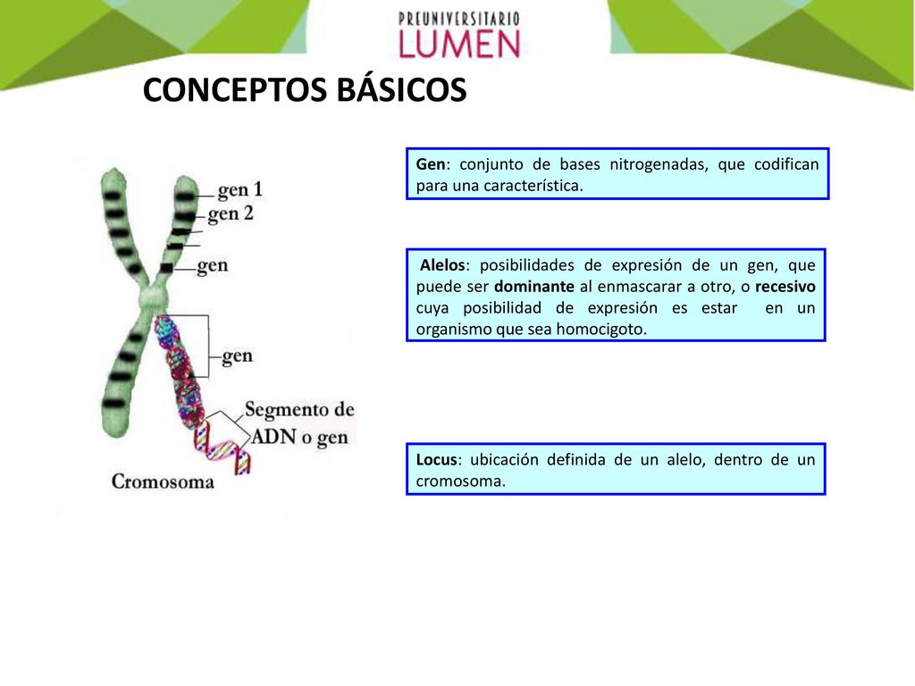 CONCEPTOS BÁSICOS Gen: conjunto de bases nitrogenadas, que codifican para una característica.