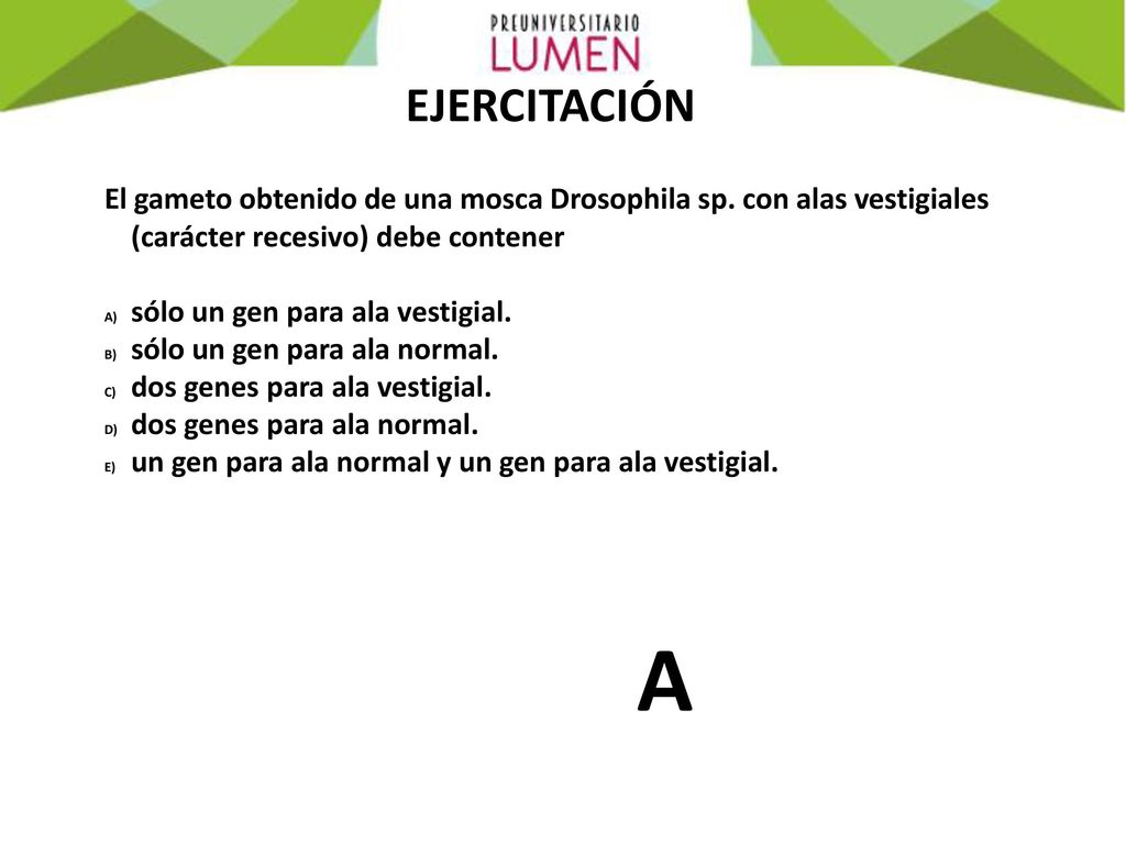 EJERCITACIÓN El gameto obtenido de una mosca Drosophila sp. con alas vestigiales (carácter recesivo) debe contener.