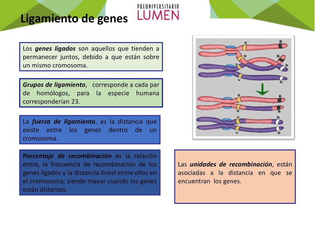 Ligamiento de genes Los genes ligados son aquellos que tienden a permanecer juntos, debido a que están sobre un mismo cromosoma.