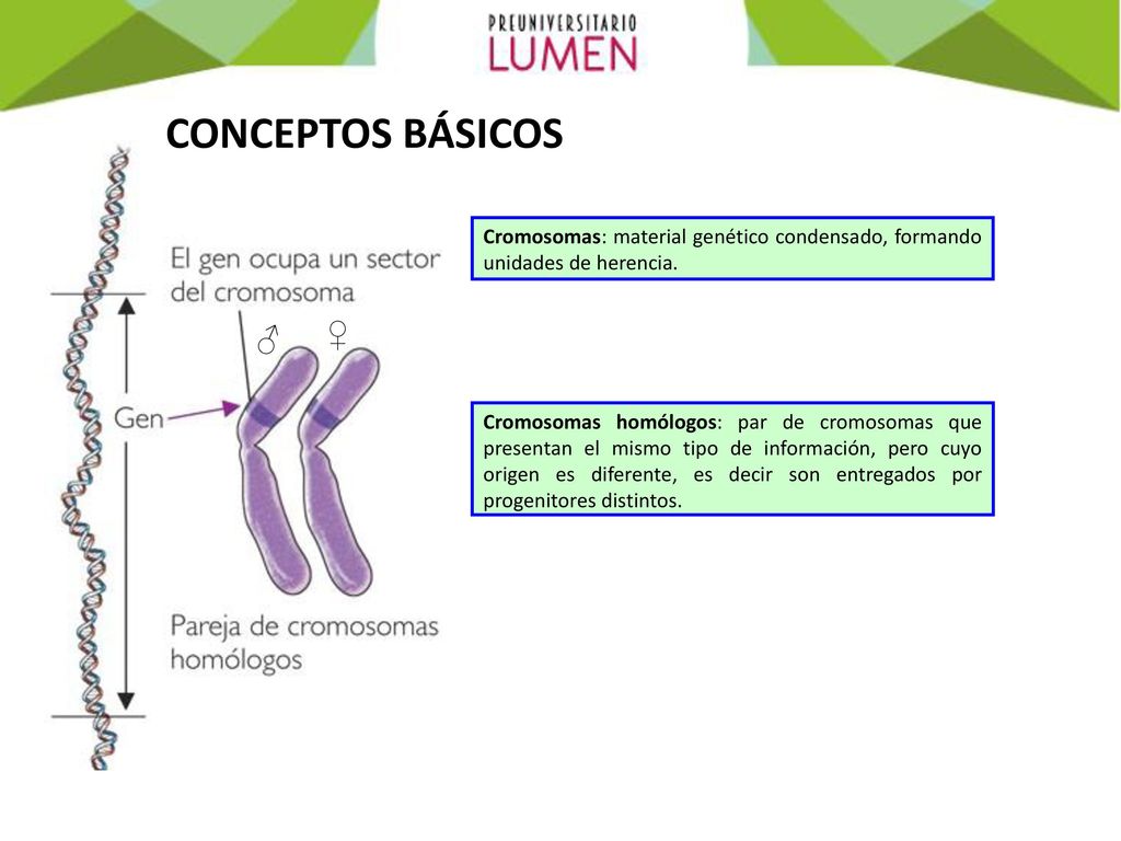 CONCEPTOS BÁSICOS Cromosomas: material genético condensado, formando unidades de herencia. ♂ ♀