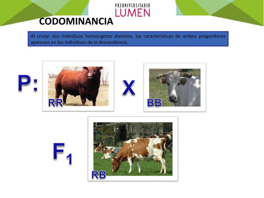 CODOMINANCIA Al cruzar dos individuos homocigotos distintos, las características de ambos progenitores aparecen en los individuos de la descendencia.