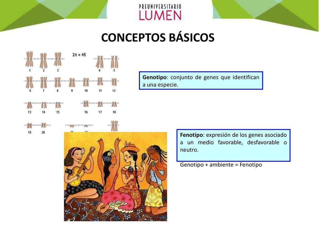 CONCEPTOS BÁSICOS Genotipo: conjunto de genes que identifican a una especie.