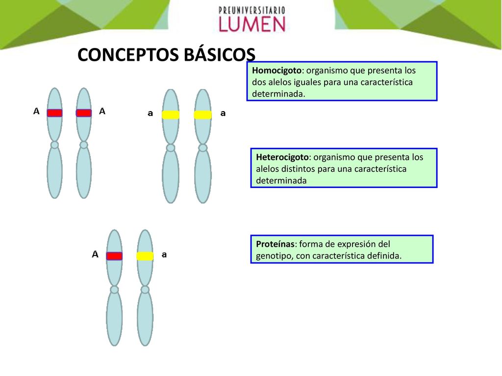 CONCEPTOS BÁSICOS Homocigoto: organismo que presenta los dos alelos iguales para una característica determinada.