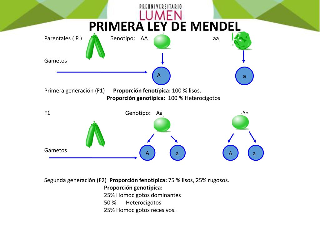 PRIMERA LEY DE MENDEL Parentales ( P ) Genotipo: AA aa Gametos