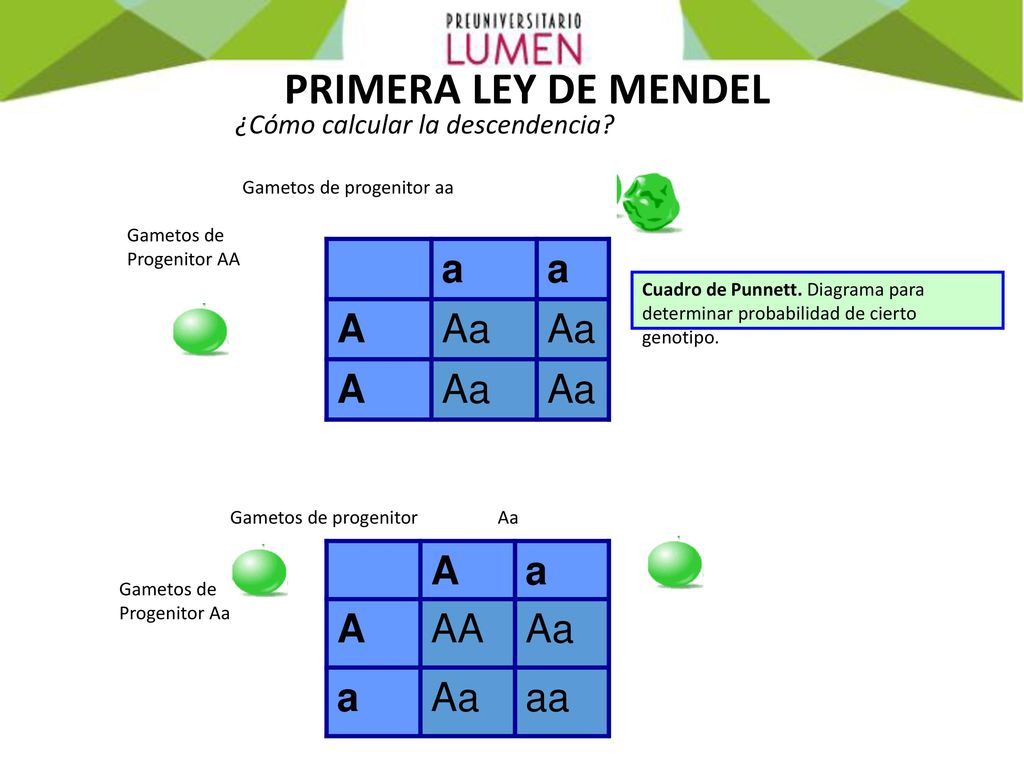 PRIMERA LEY DE MENDEL a A Aa A a AA Aa aa