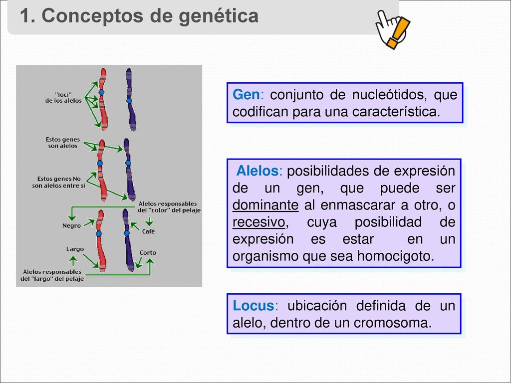 1. Conceptos de genética Gen: conjunto de nucleótidos, que codifican para una característica.