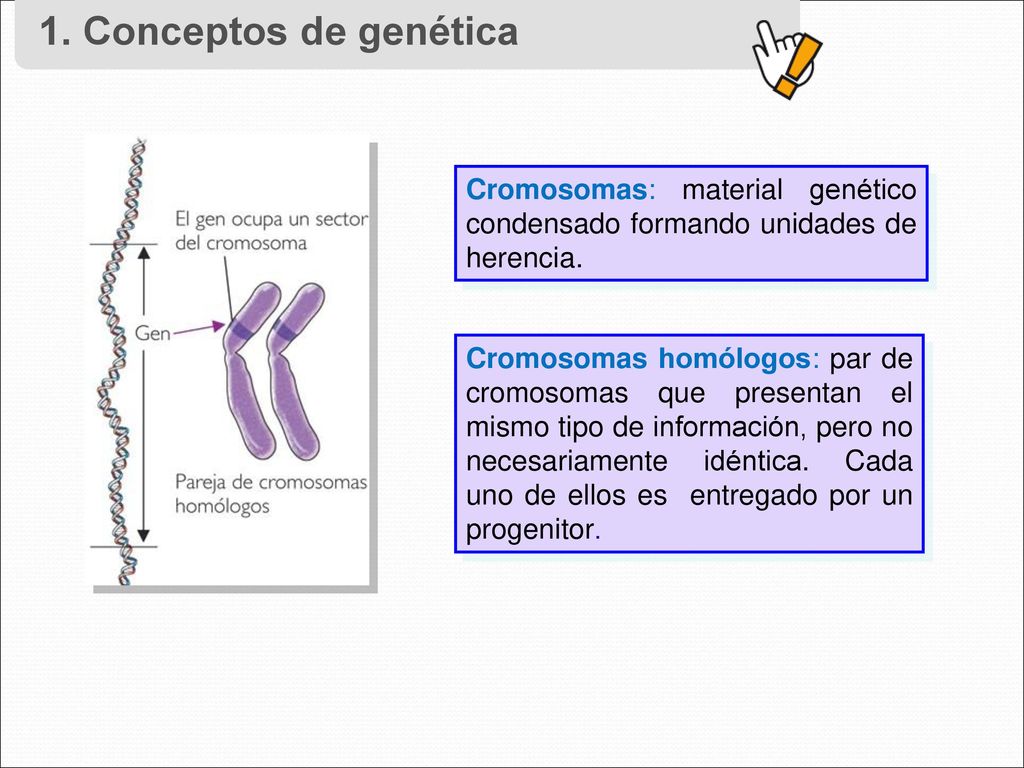 1. Conceptos de genética Cromosomas: material genético condensado formando unidades de herencia.