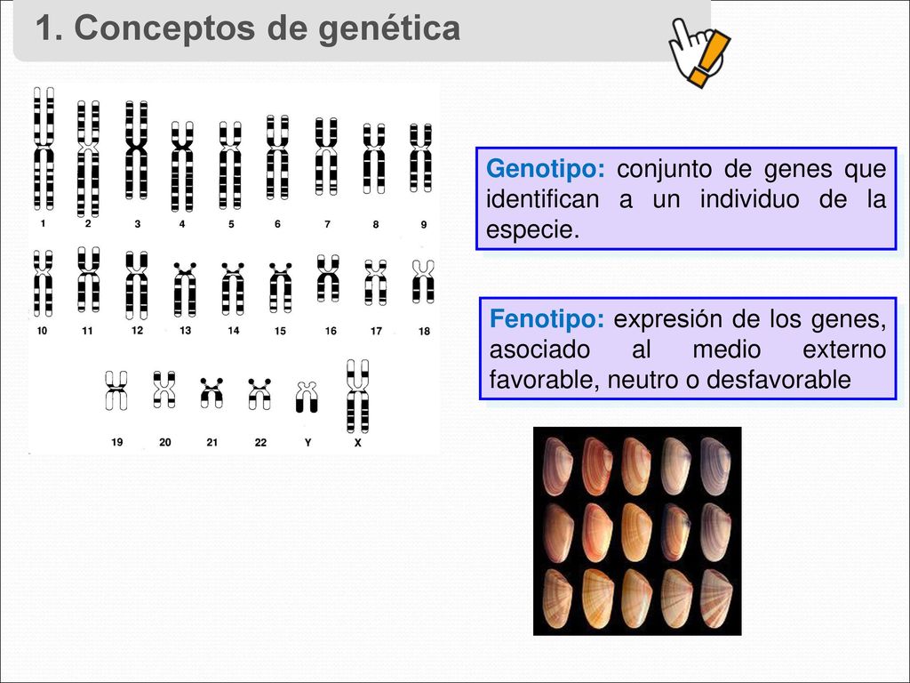 1. Conceptos de genética Genotipo: conjunto de genes que identifican a un individuo de la especie.