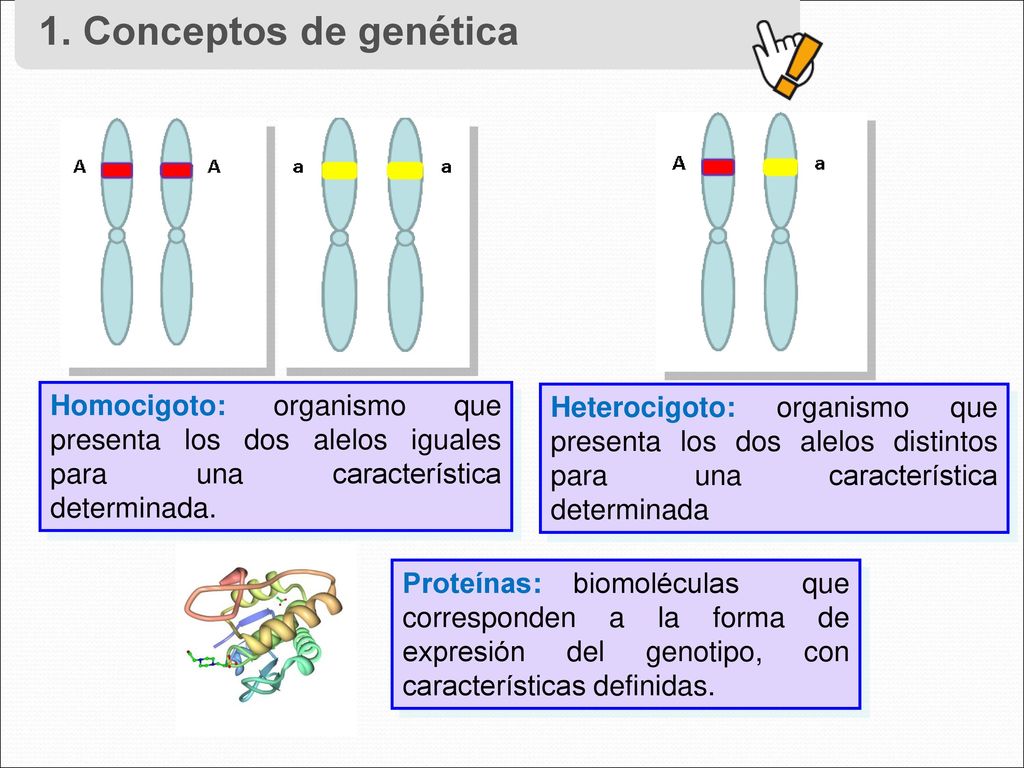 1. Conceptos de genética Homocigoto: organismo que presenta los dos alelos iguales para una característica determinada.