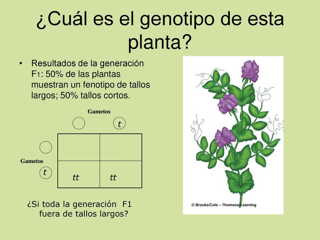 ¿Cuál es el genotipo de esta planta
