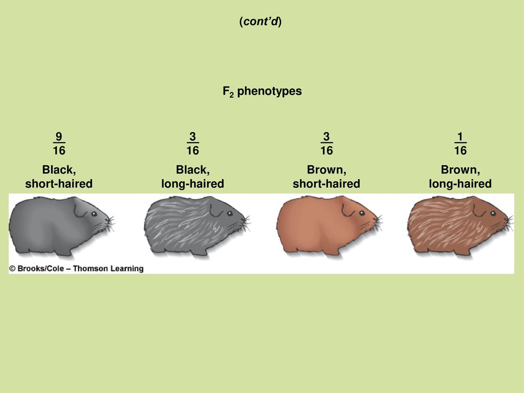(cont’d) F2 phenotypes Black, short-haired. Black, long-haired. Brown, short-haired.