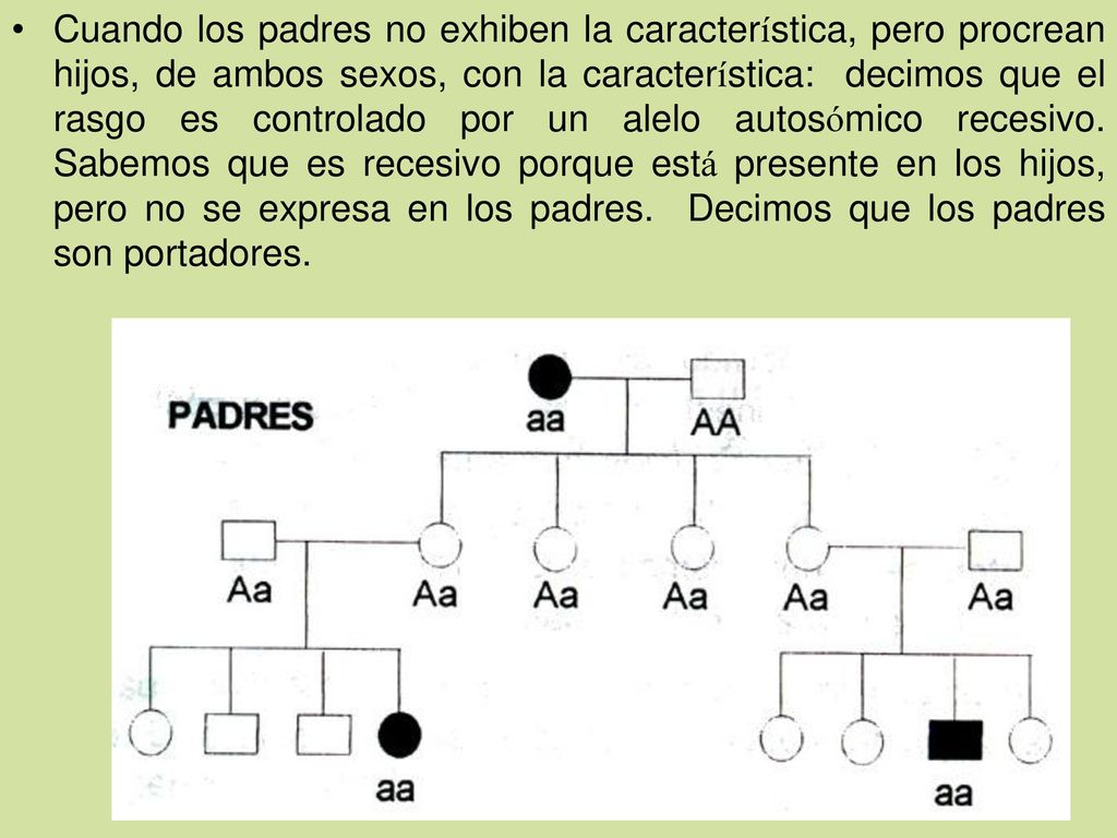 Cuando los padres no exhiben la característica, pero procrean hijos, de ambos sexos, con la característica: decimos que el rasgo es controlado por un alelo autosómico recesivo.