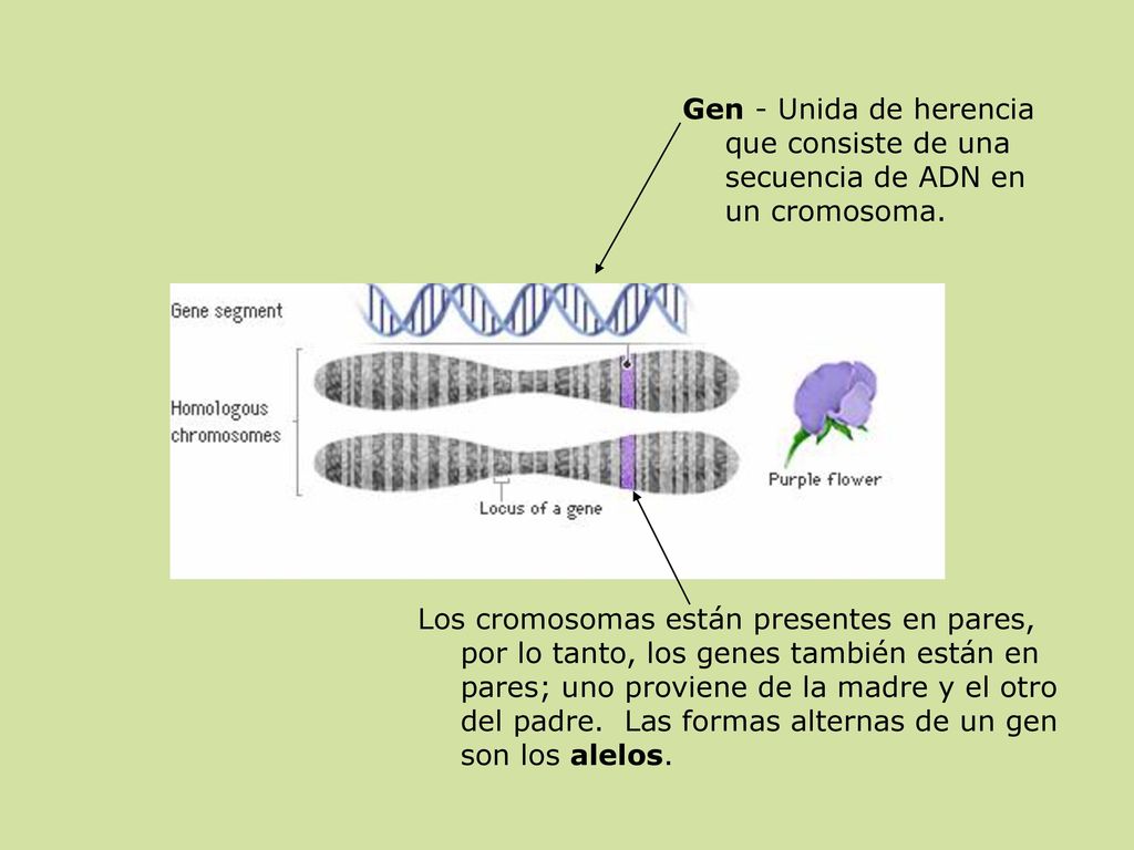 Gen - Unida de herencia que consiste de una secuencia de ADN en un cromosoma.