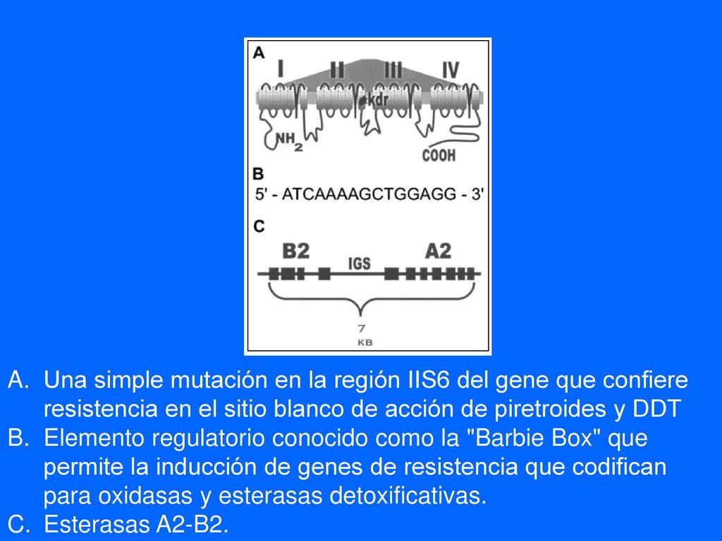 Una simple mutación en la región IIS6 del gene que confiere resistencia en el sitio blanco de acción de piretroides y DDT