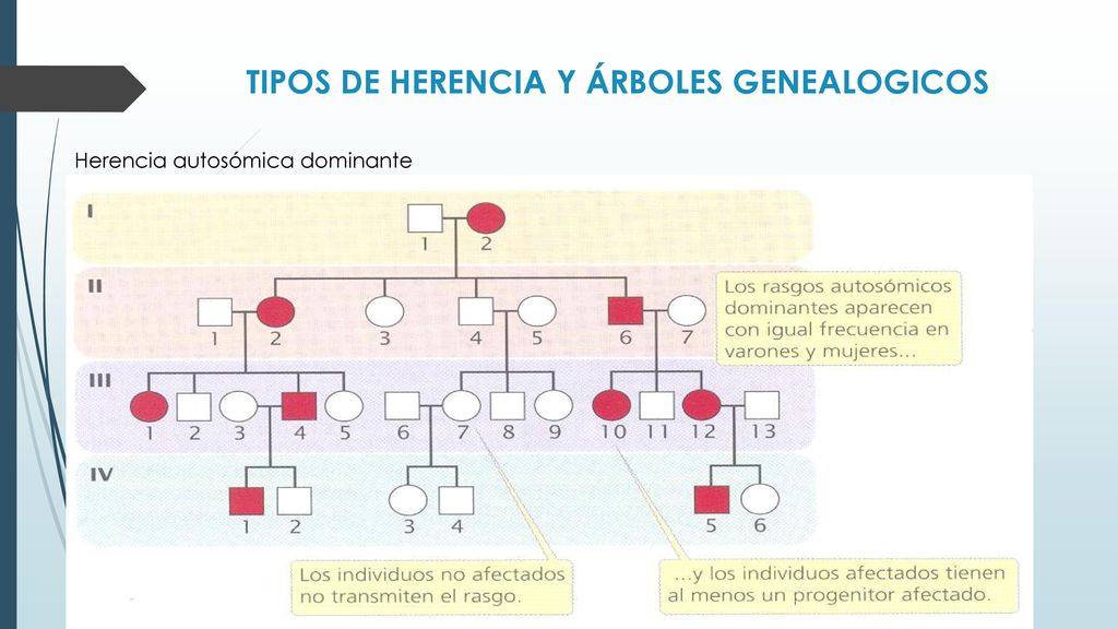 TIPOS DE HERENCIA Y ÁRBOLES GENEALOGICOS