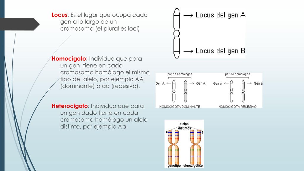 Locus: Es el lugar que ocupa cada gen a lo largo de un cromosoma (el plural es loci) Homocigoto: Individuo que para un gen tiene en cada cromosoma homólogo el mismo tipo de alelo, por ejemplo AA (dominante) o aa (recesivo).