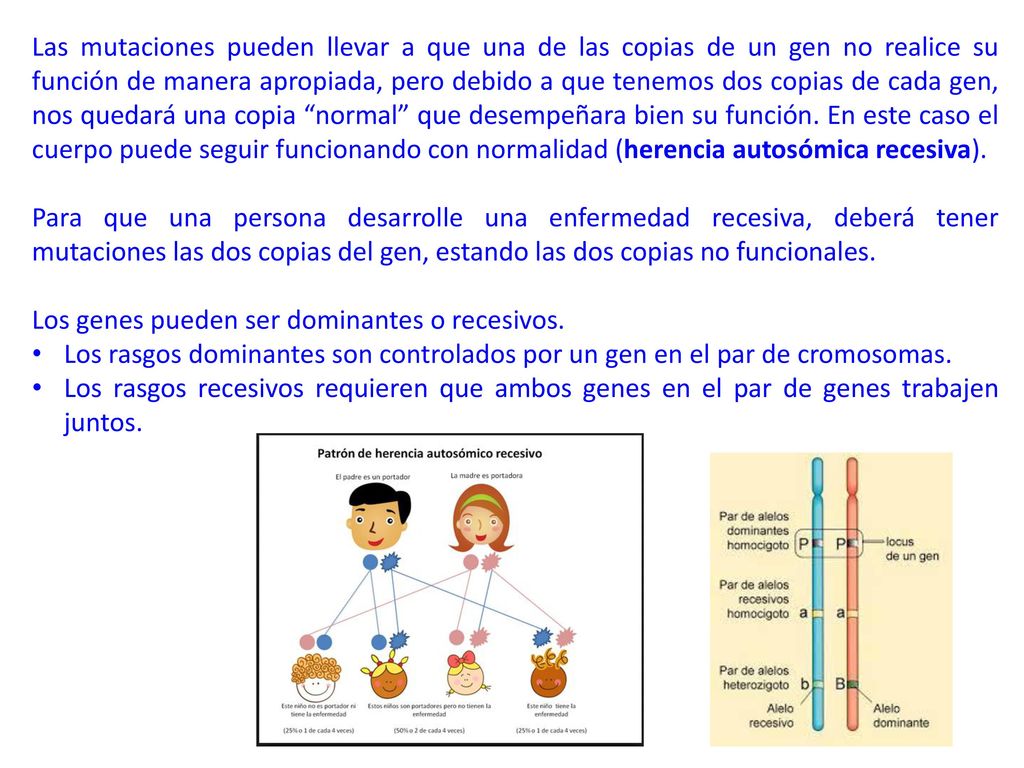 Las mutaciones pueden llevar a que una de las copias de un gen no realice su función de manera apropiada, pero debido a que tenemos dos copias de cada gen, nos quedará una copia normal que desempeñara bien su función. En este caso el cuerpo puede seguir funcionando con normalidad (herencia autosómica recesiva).