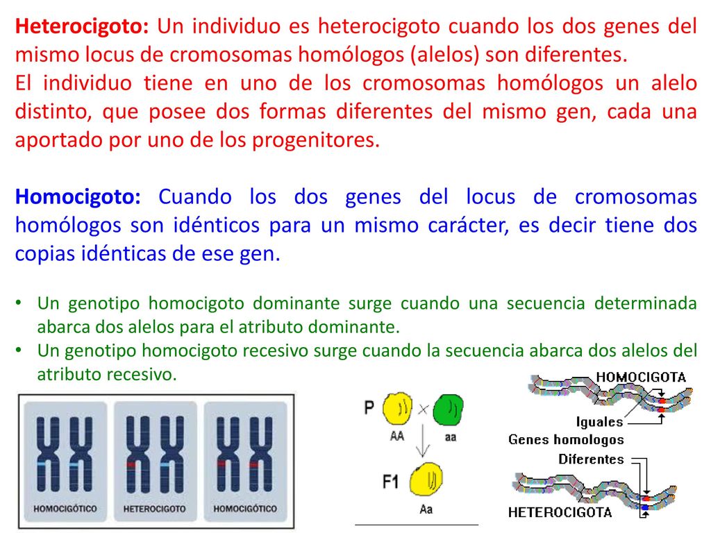 Heterocigoto: Un individuo es heterocigoto cuando los dos genes del mismo locus de cromosomas homólogos (alelos) son diferentes.
