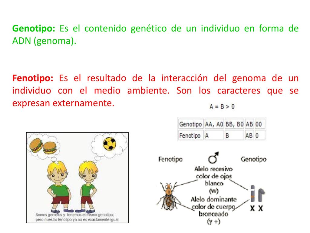 Genotipo: Es el contenido genético de un individuo en forma de ADN (genoma).