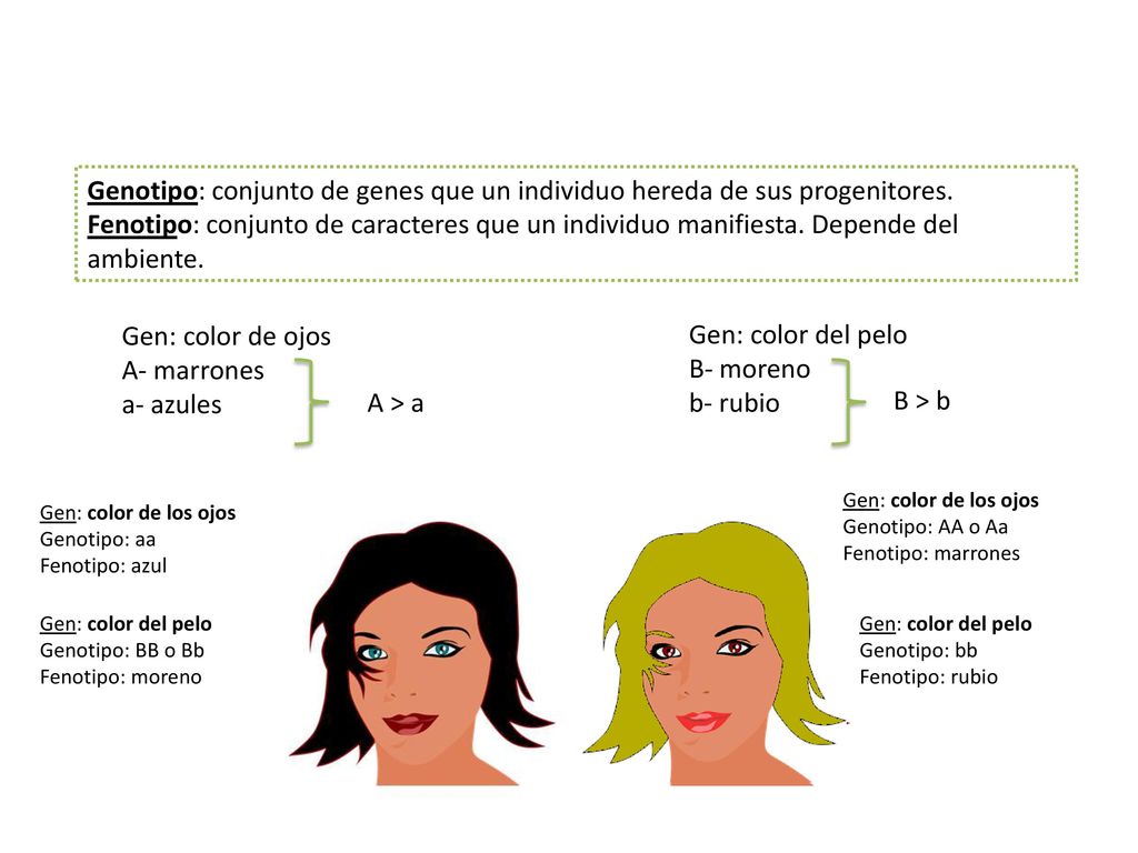Genotipo: conjunto de genes que un individuo hereda de sus progenitores.