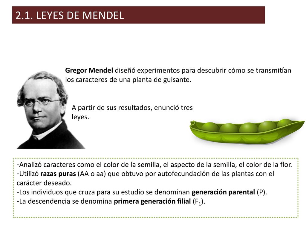 2.1. LEYES DE MENDEL Gregor Mendel diseñó experimentos para descubrir cómo se transmitían los caracteres de una planta de guisante.