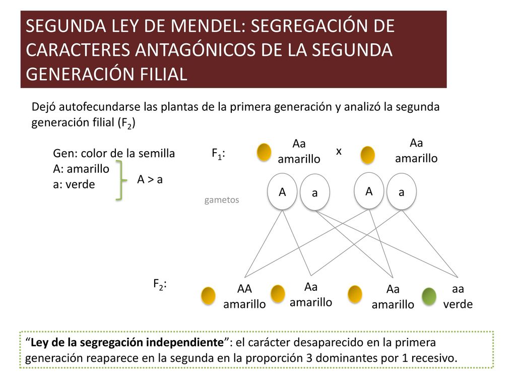 SEGUNDA LEY DE MENDEL: SEGREGACIÓN DE CARACTERES ANTAGÓNICOS DE LA SEGUNDA GENERACIÓN FILIAL