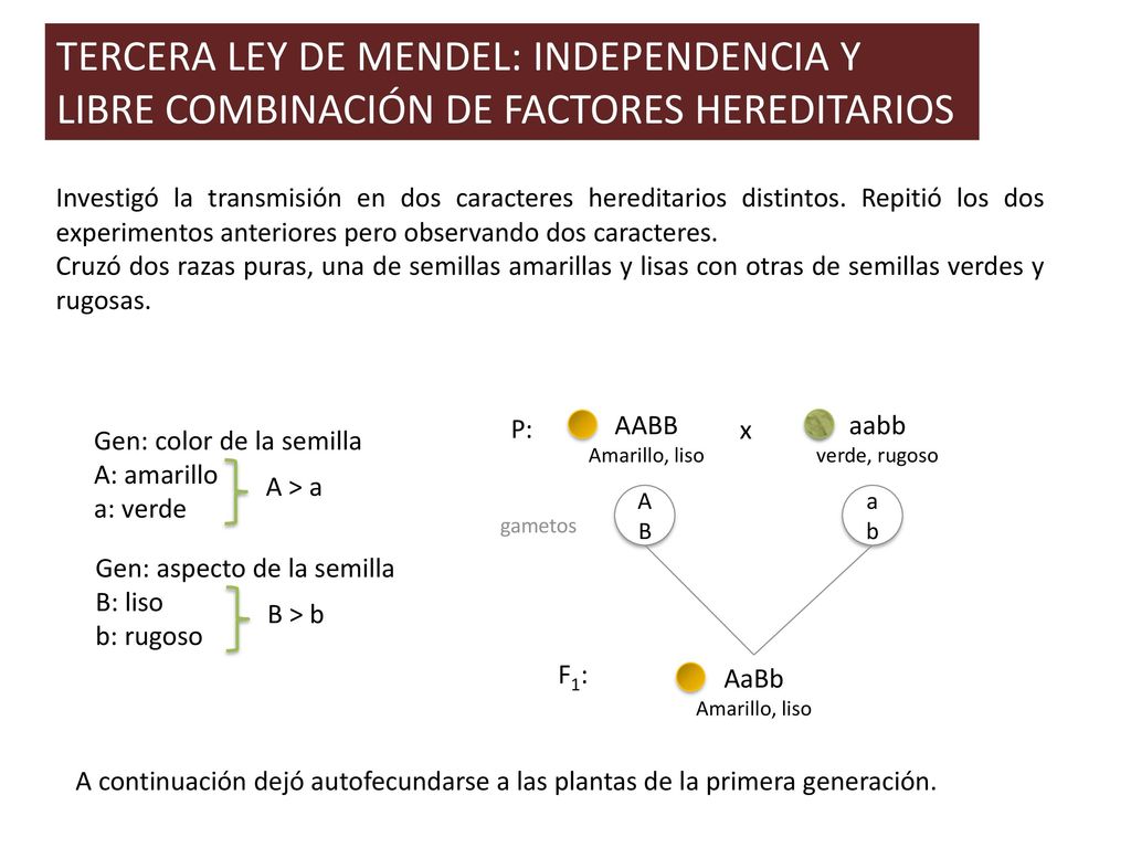 TERCERA LEY DE MENDEL: INDEPENDENCIA Y LIBRE COMBINACIÓN DE FACTORES HEREDITARIOS