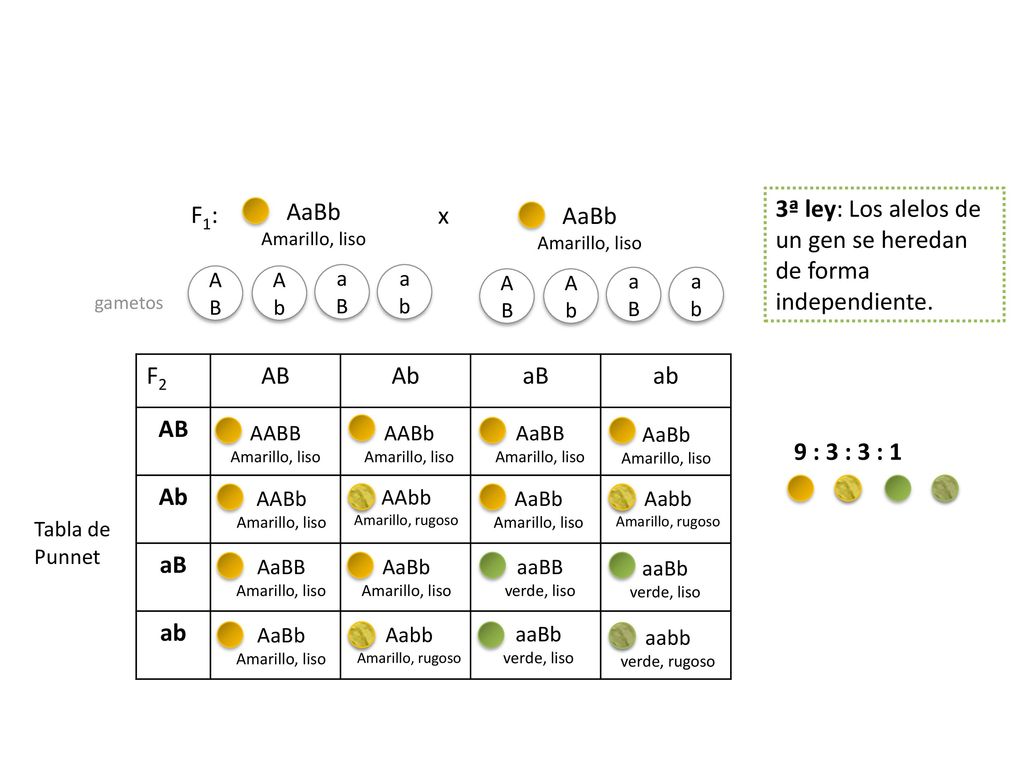 3ª ley: Los alelos de un gen se heredan de forma independiente. x AaBb