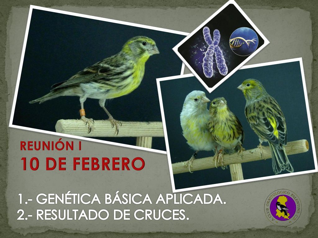 10 DE FEBRERO 1.- GENÉTICA BÁSICA APLICADA. 2.- RESULTADO DE CRUCES.