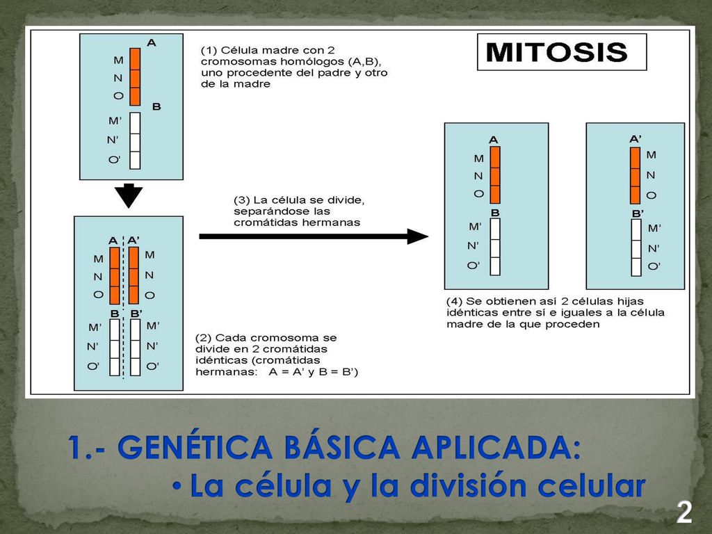 1.- GENÉTICA BÁSICA APLICADA: La célula y la división celular 2