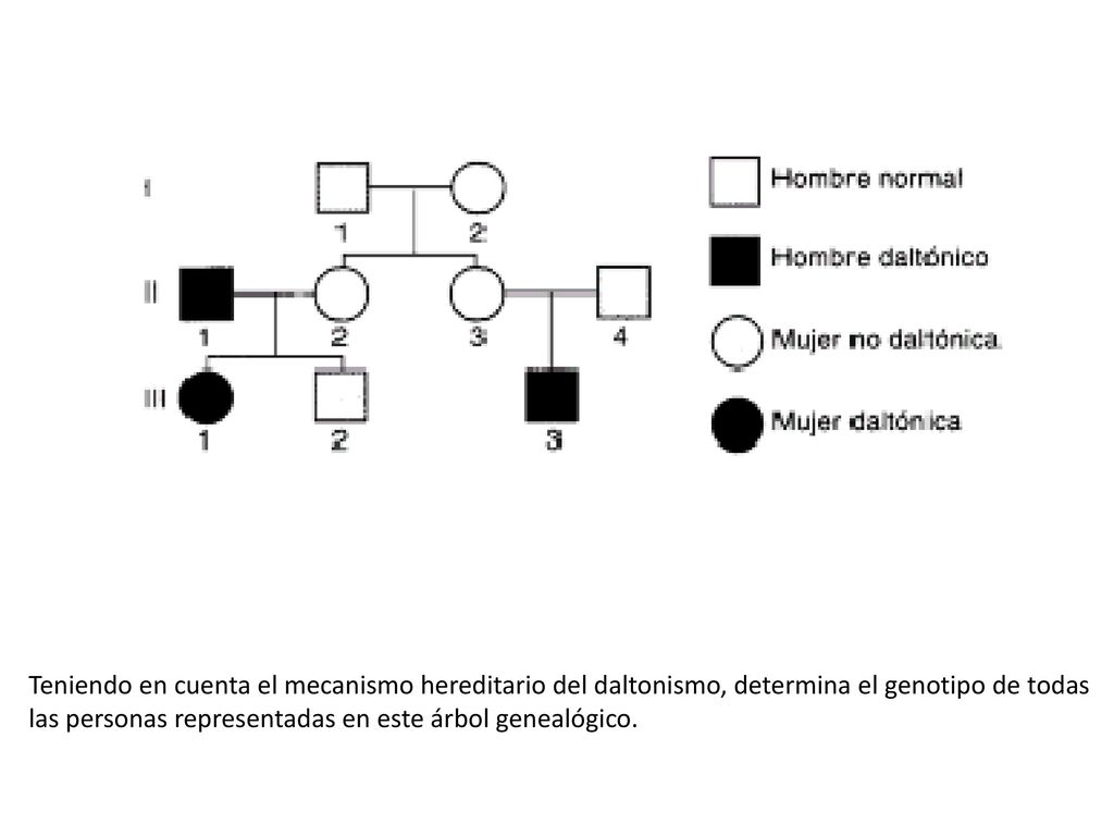 Teniendo en cuenta el mecanismo hereditario del daltonismo, determina el genotipo de todas las personas representadas en este árbol genealógico.