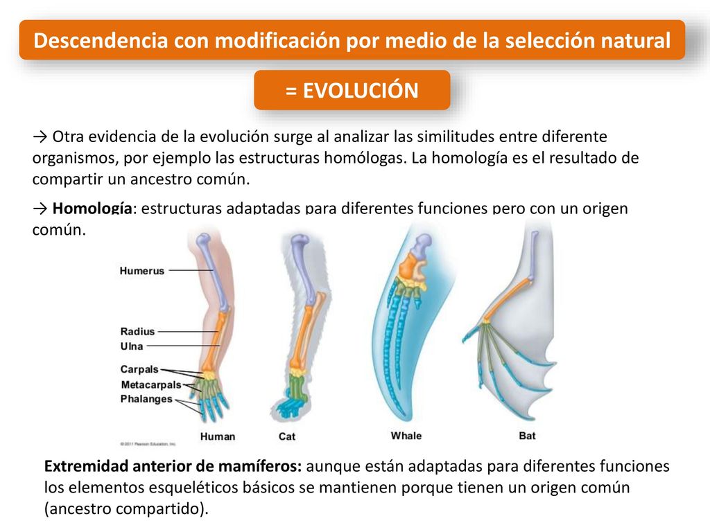 Descendencia con modificación por medio de la selección natural