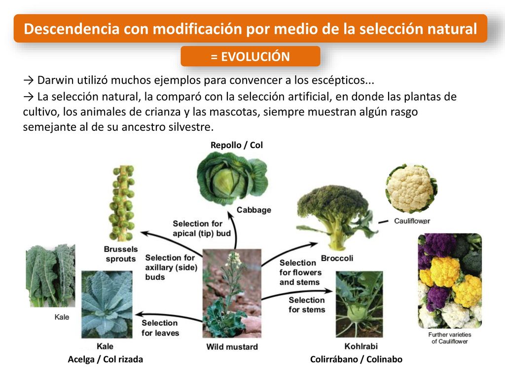 Descendencia con modificación por medio de la selección natural