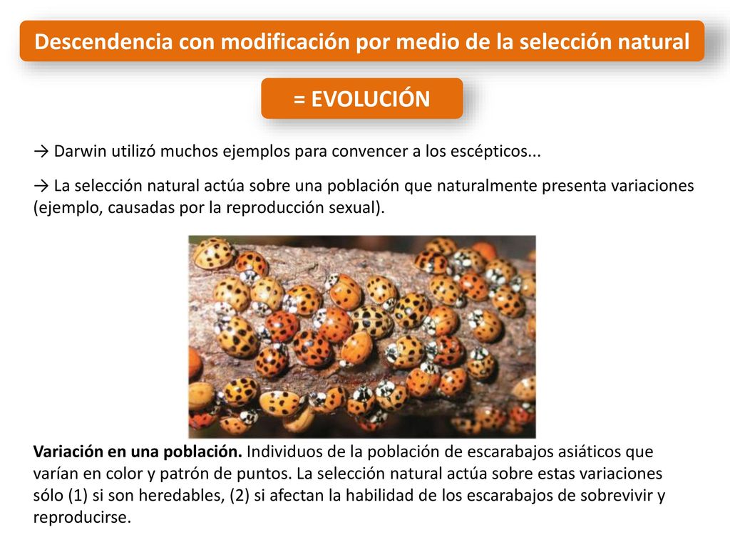 Descendencia con modificación por medio de la selección natural