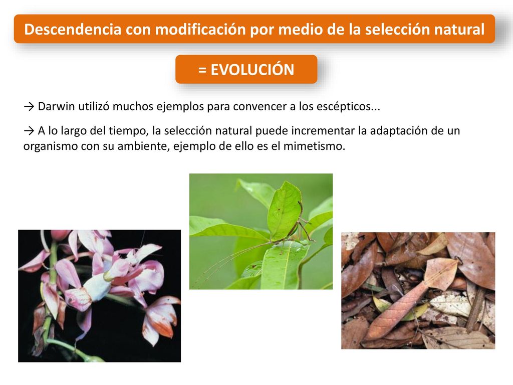 Descendencia con modificación por medio de la selección natural