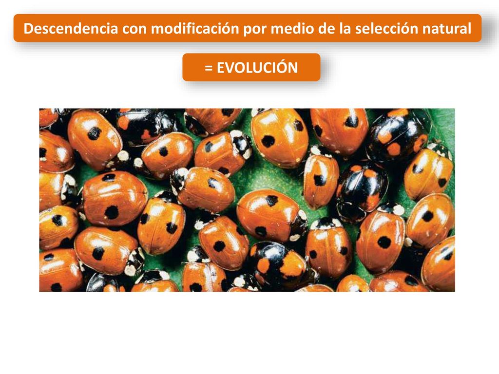 Descendencia con modificación por medio de la selección natural