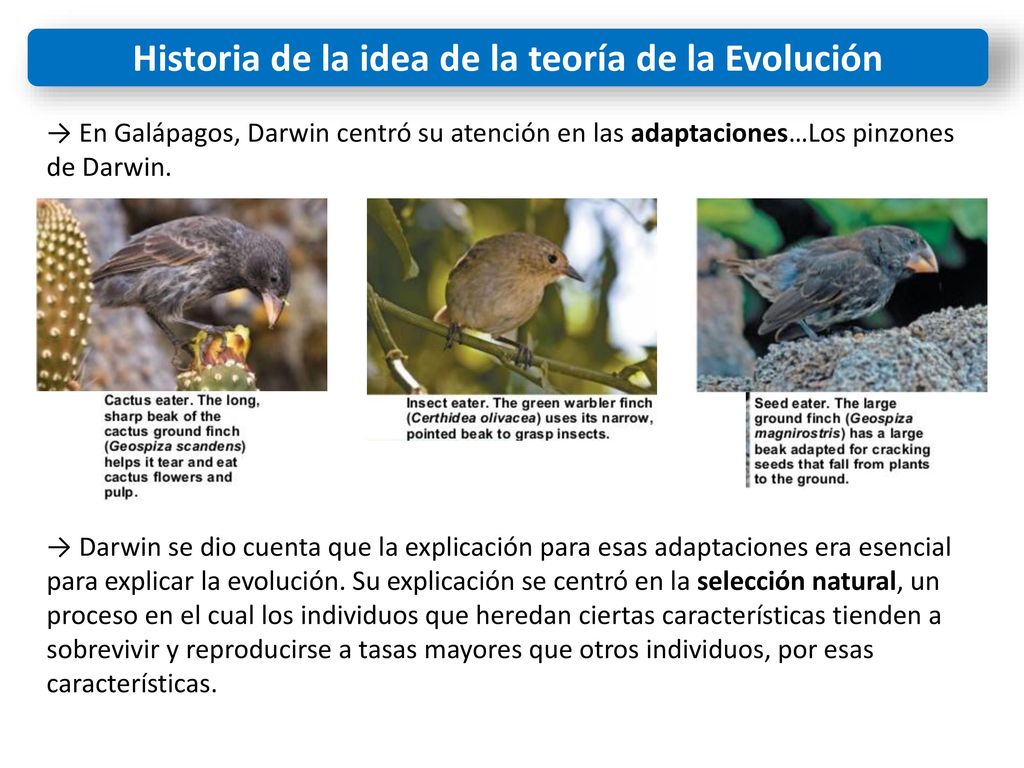 Historia de la idea de la teoría de la Evolución