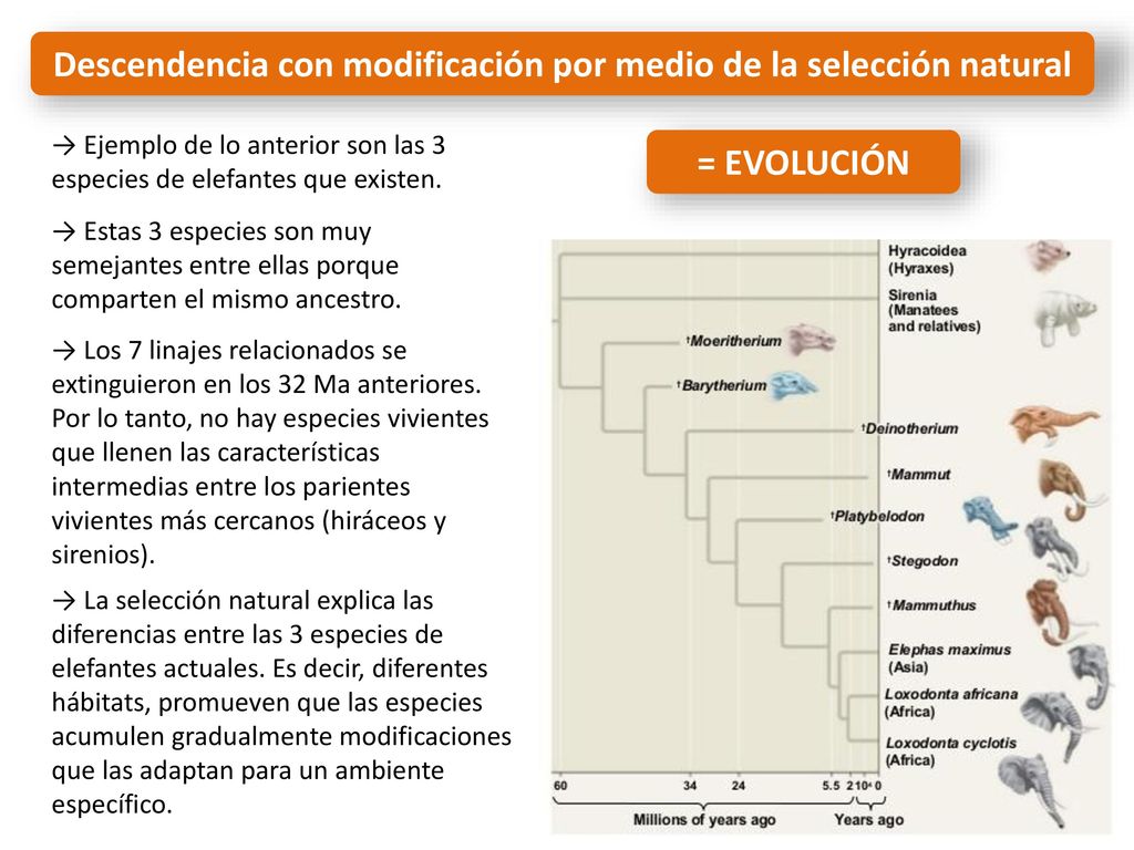 Descendencia con modificación por medio de la selección natural