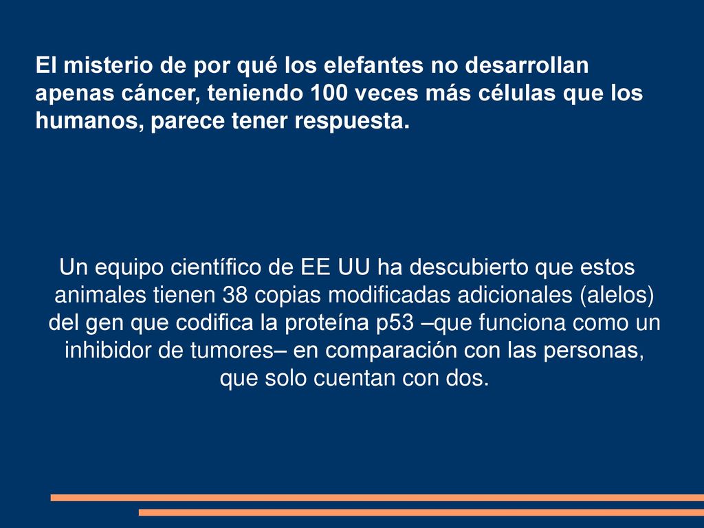 El misterio de por qué los elefantes no desarrollan apenas cáncer, teniendo 100 veces más células que los humanos, parece tener respuesta.