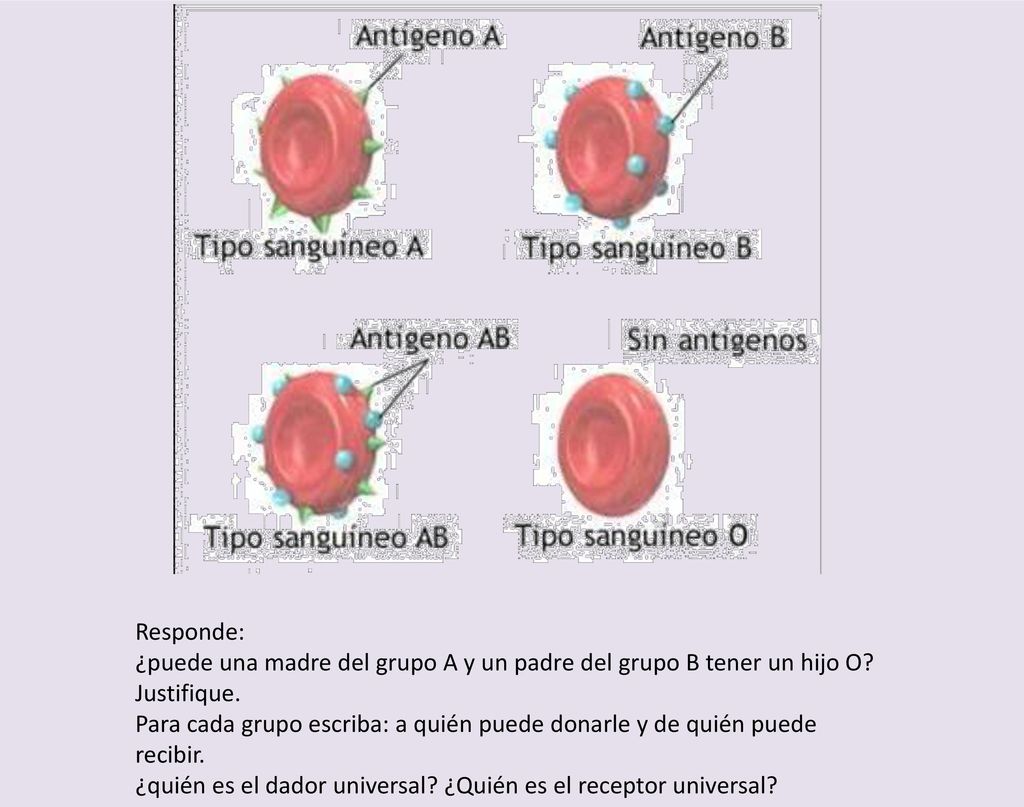 Responde: ¿puede una madre del grupo A y un padre del grupo B tener un hijo O Justifique.
