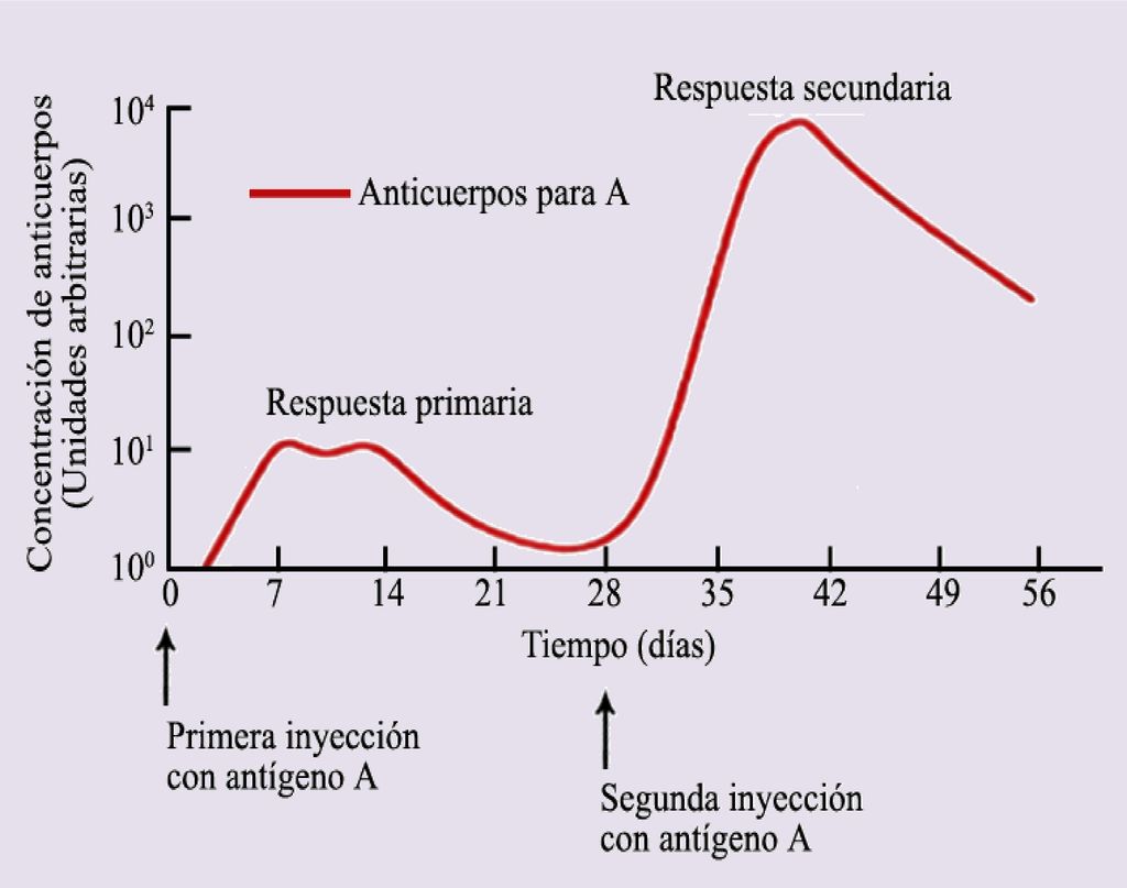 La respuesta primaria los niveles de inmunoglobulinas se alcanzan tras un largo período de latencia después del estímulo antigénico, mientras que en la respuesta secundaria se alcanzan más rápidamente;La respuesta primaria es de menor intensidad que la secundaria; En la respuesta primaria predomina la IgM, mientras que en la secundaria predomina la IgG;